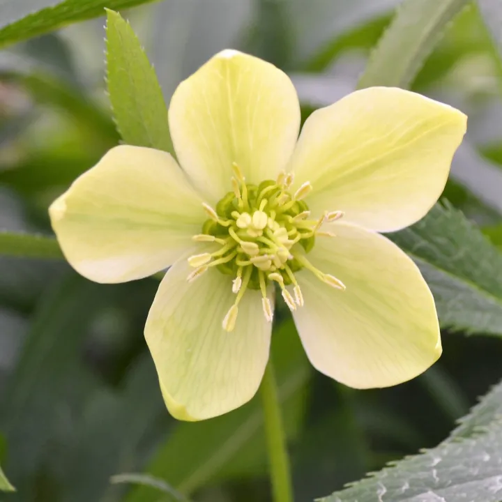 Helleborus abbruzicus