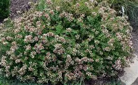 Abelia 'Edward Goucher'