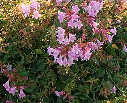 Abelia 'Edward Goucher'