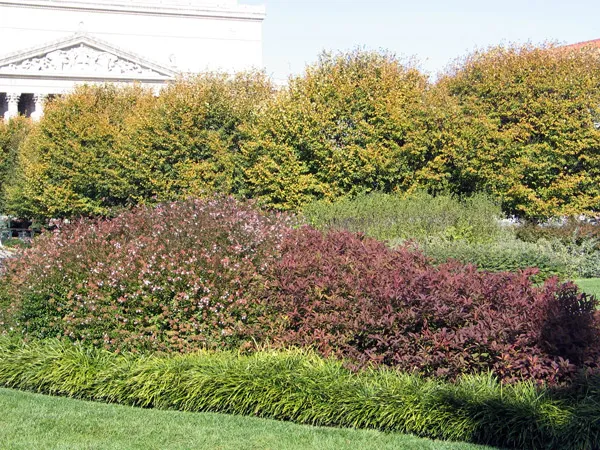 Abelia 'Edward Goucher'