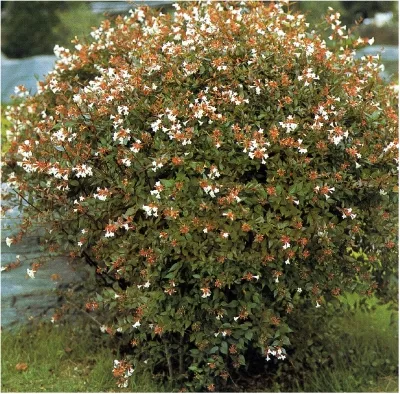 Abelia grandiflora