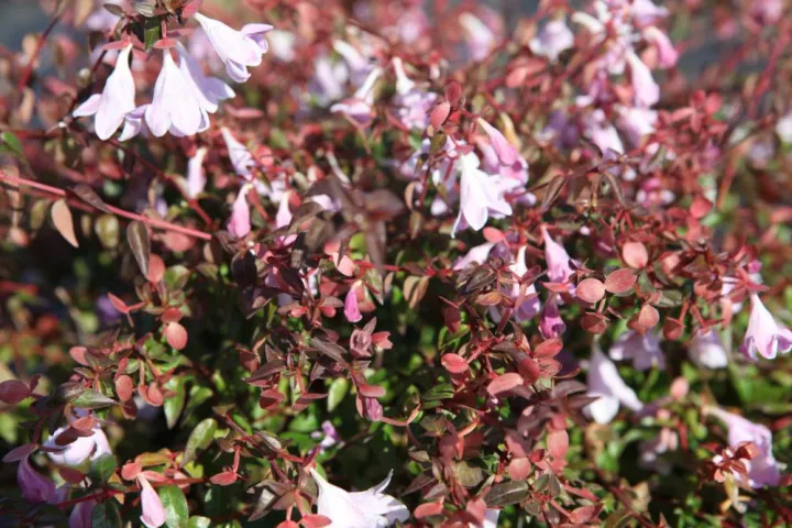 Abelia grandiflora (x) 'Pinky Bells'