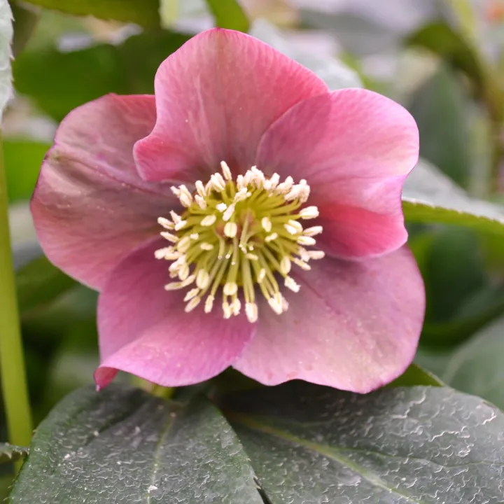 Helleborus abschasicus