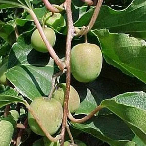 Actinidia arguta 'Issai'