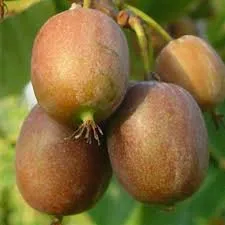 Actinidia arguta 'Issai'