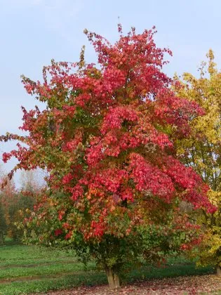 Acer buergerianum