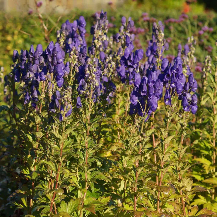 Aconitum carmichaelii 'Arendsii'