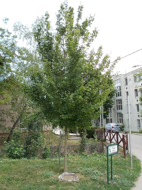 Acer campestre 'Elsrijk'