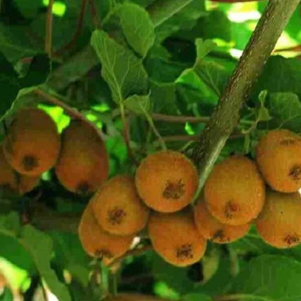 Actinidia deliciosa 'Boskoop' (m+v)