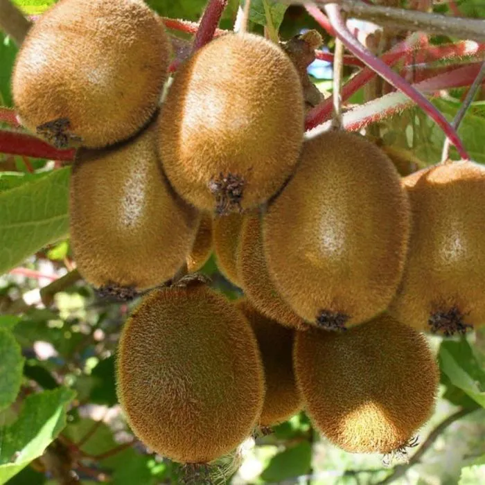 Actinidia deliciosa 'Jenny' (m+v)