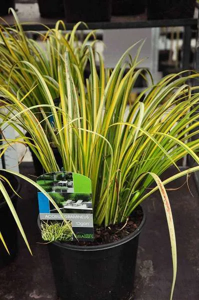 Acorus gramineus 'Ogon'