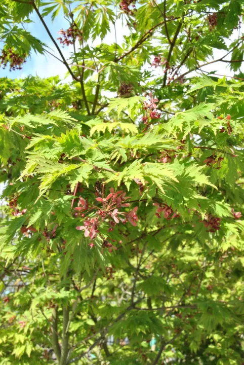 Acer japonicum 'Aconitifolium'