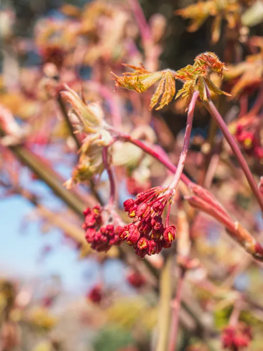 Acer japonicum 'Aconitifolium'