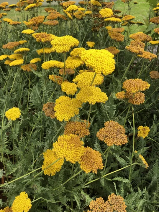 Achillea millefolium 'Coronation Gold'
