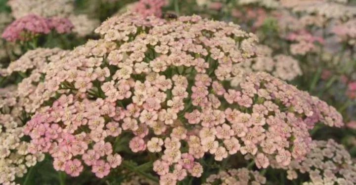 Achillea millefolium 'Lachschonheit'