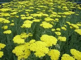 Achillea 'Moonshine'