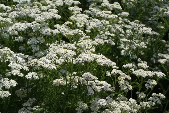 Achillea millefolium 'Schneetaler'