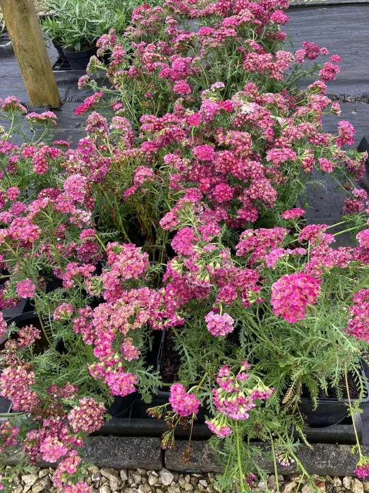 Achillea millefolium 'Tutti Frutti'