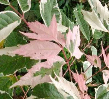 Acer negundo 'Flamingo'