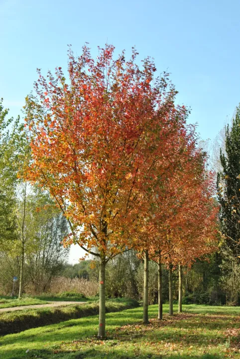 Acer platanoides 'Autumn Blaze'