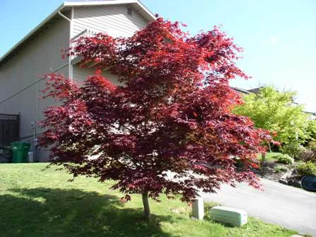 Acer palmatum