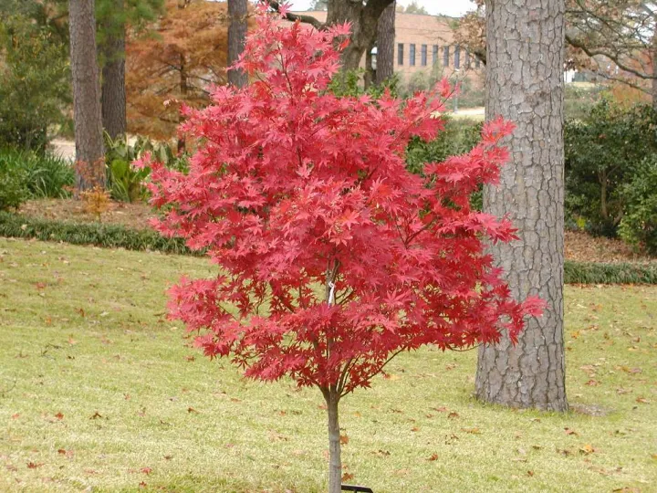 Acer palmatum 'Atropurpureum'