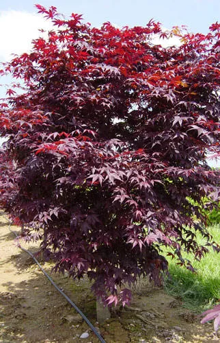 Acer palmatum bloodgood