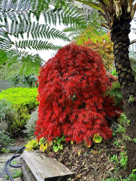 Acer palmatum 'Dissectum Orangeola'