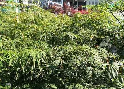 Acer palmatum 'Dissectum Viridis'