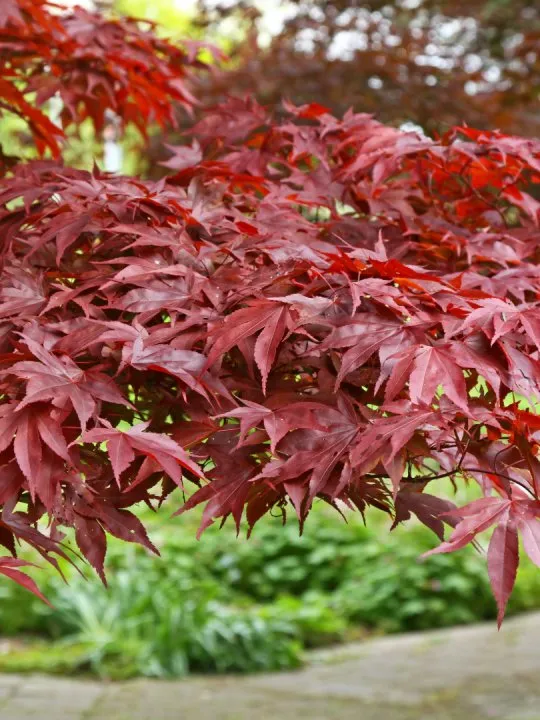 Acer palmatum 'Fireglow'