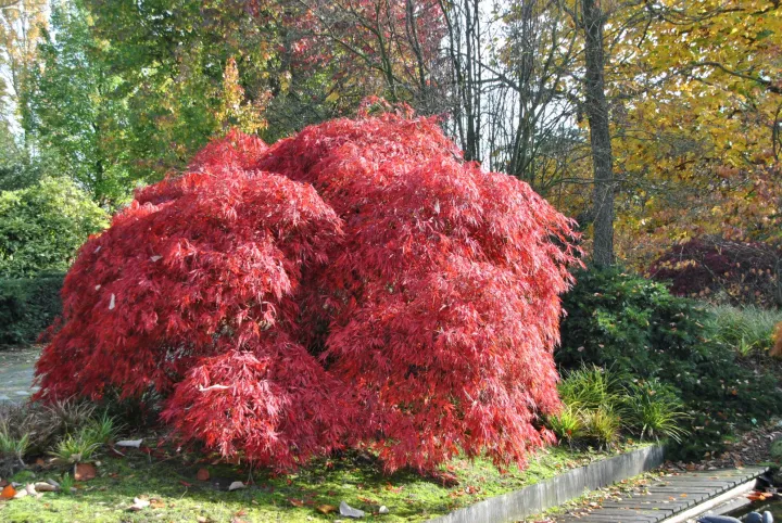 Acer palmatum 'Garnet'