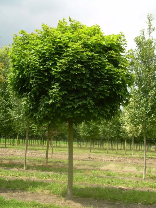 Acer platanoides 'Globosum'