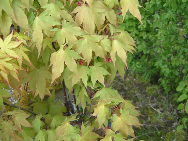 Acer palmatum 'Osakazuki'