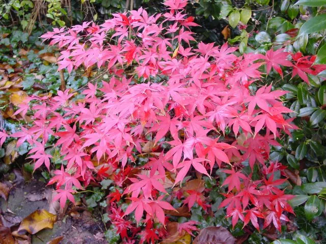Acer palmatum 'Osakazuki'