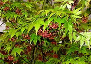 Acer palmatum 'Osakazuki'
