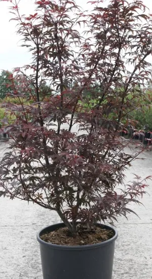Acer palmatum 'Skeeters Broom'