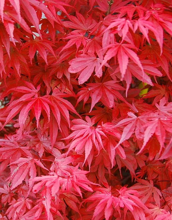 Acer palmatum 'Skeeters Broom'