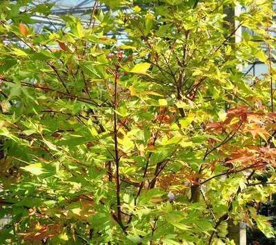 Acer palmatum 'Summergold'