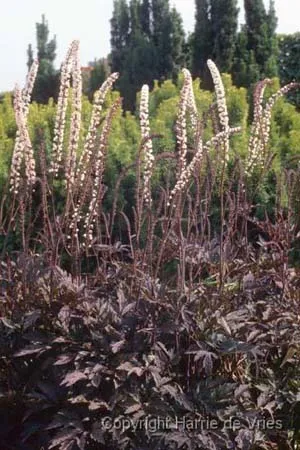 Actaea simplex 'James Compton'