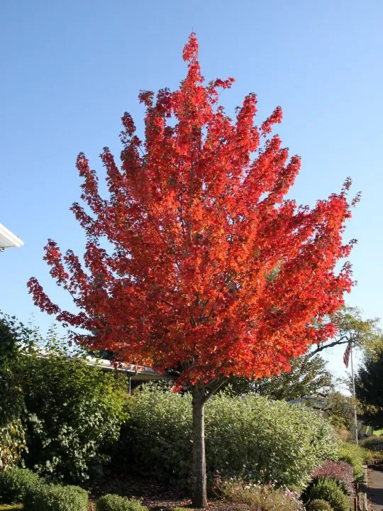 Acer rubrum 'October Glory'