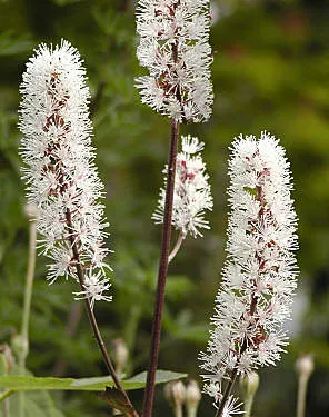 Actaea simplex 'Brunette'