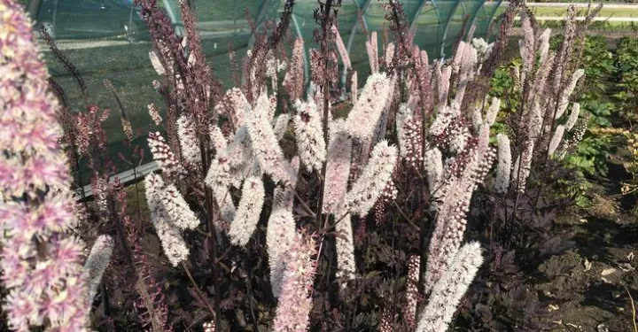 Actaea simplex 'Chocoholic'