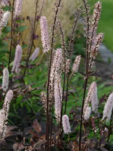 Actaea simplex 'Pink Spike'