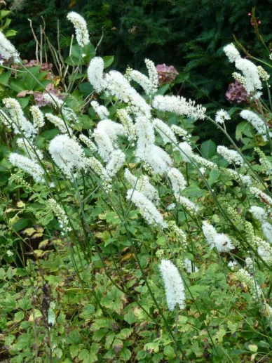 Actaea simplex 'White Pearl'