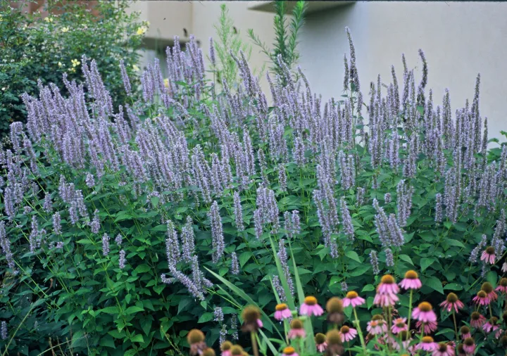 Agastache 'Blue Fortune'