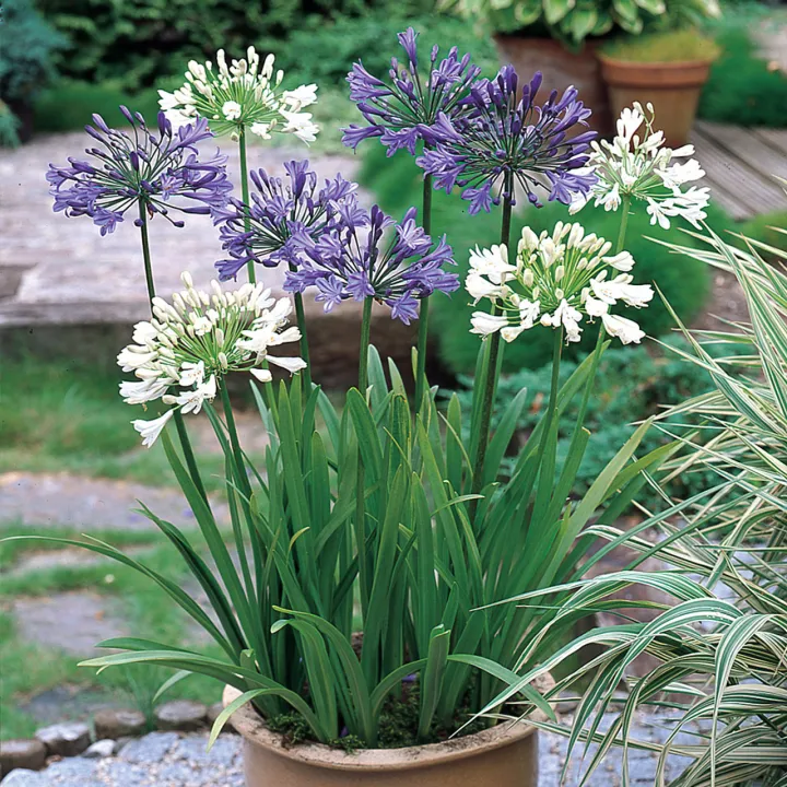 Agapanthus 'MIX'