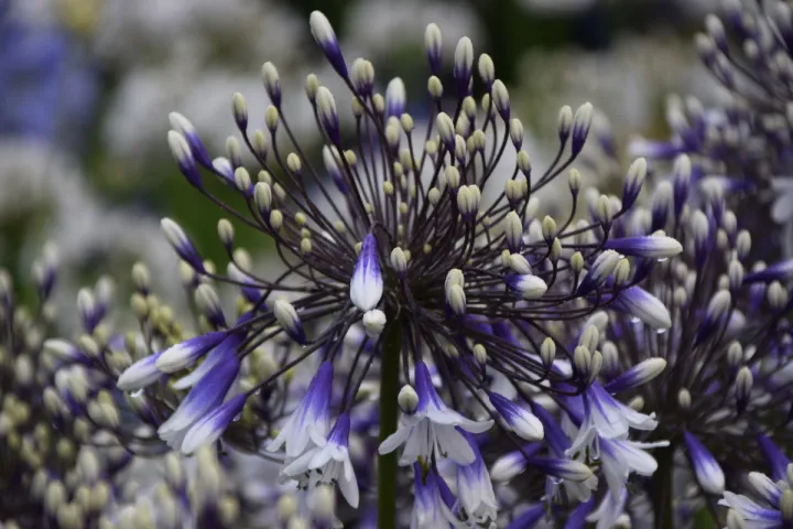 Agapanthus 'Fireworks'