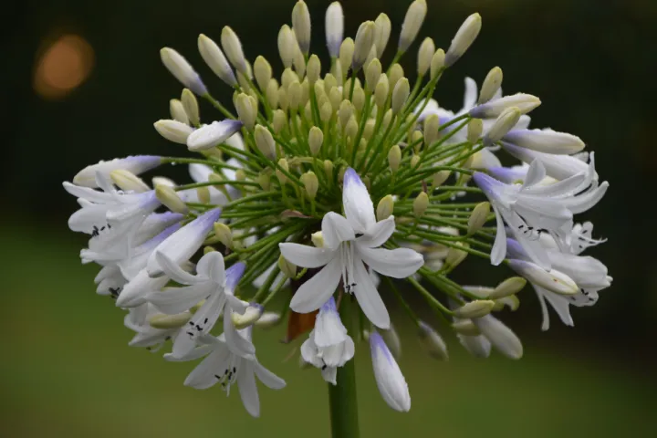Agapanthus 'Julien'