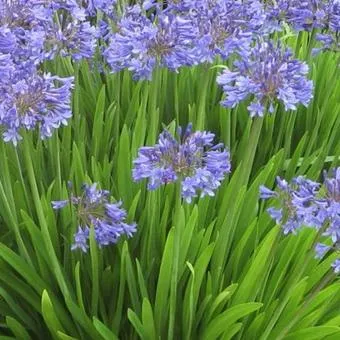 Agapanthus 'Peter Pan'