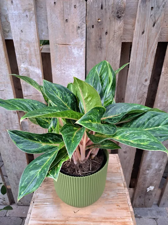 Aglaonema 'Peach Pearl'